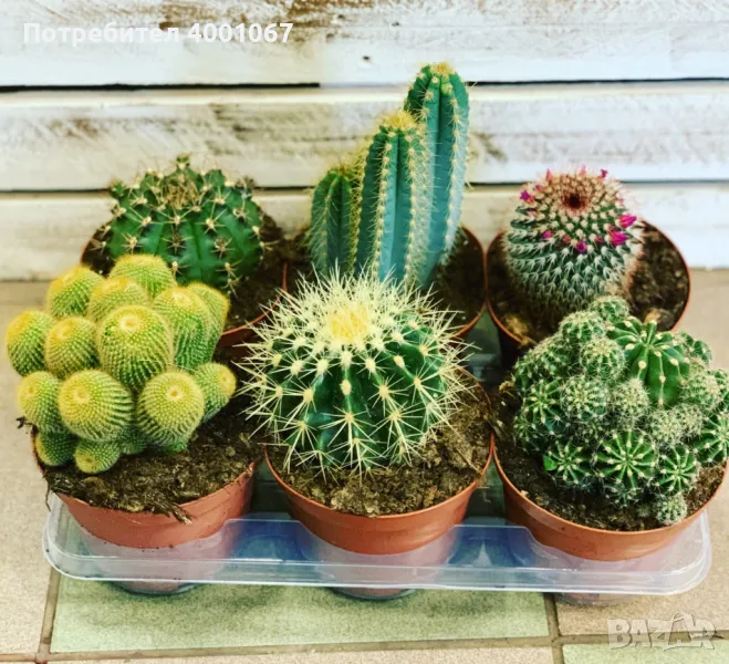кактуси , снимка 1