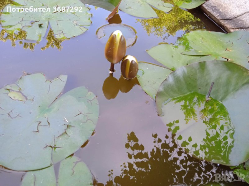 Водни лилии , снимка 1