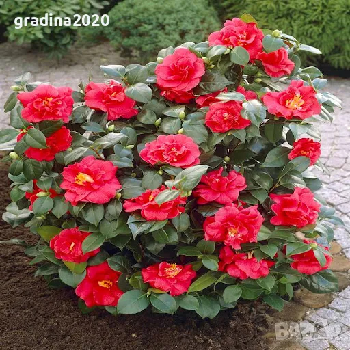 Камелия -Студоустойчива ,кичеста и вечнозелена Наличнични 2 цвята, снимка 1
