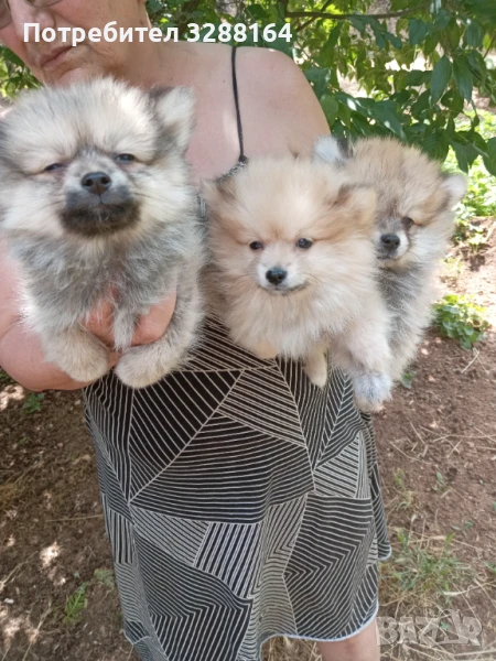 Пухчета, снимка 1