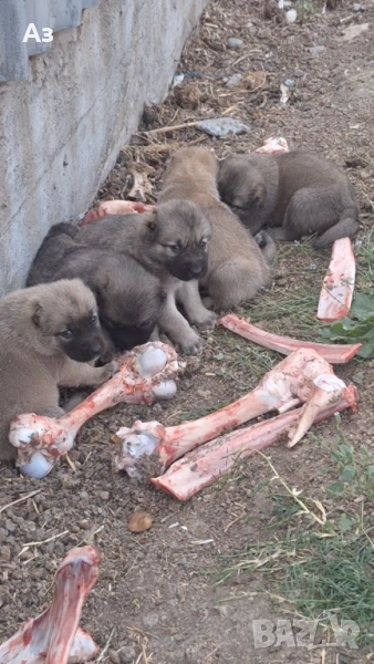 Продавам кангали, снимка 1