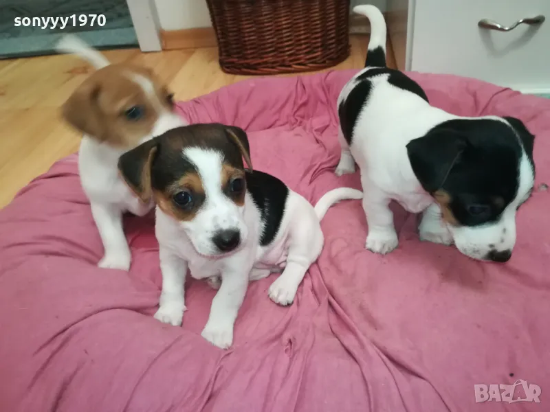 БЕБЕ ДЖАК 250ЛВ ЗА ЕДНО 0402251938, снимка 1