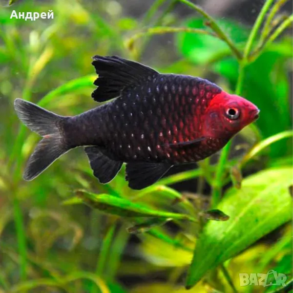 черен барбус, снимка 1