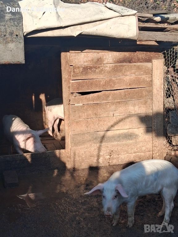 Прасета до 30-35кг, снимка 1