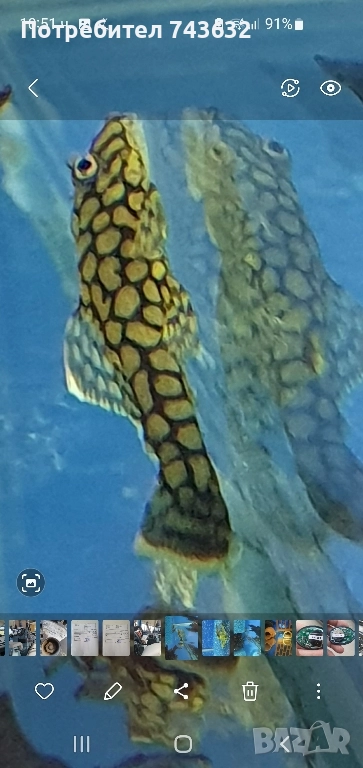 Анциструс Wabenmunster (пчелна пита), снимка 1