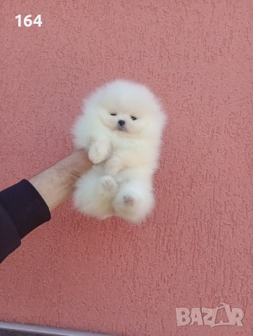 Чисто бели мини Померани. Реални снимки !!!, снимка 14 - Померан - 53883222