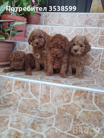 Мини Пуделчета., снимка 2 - Пудели - 52898082