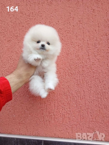 Женски бял мини Померан. Реални снимки от 09.04.26 г. , снимка 2 - Померан - 54170168