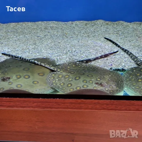 Скат моторо 9-10см