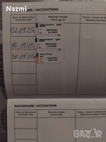 продавам мини пинчер , снимка 5 - Пинчер - 52719270