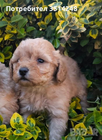 Пудел.Мини пудел , снимка 3 - Пудели - 54230947