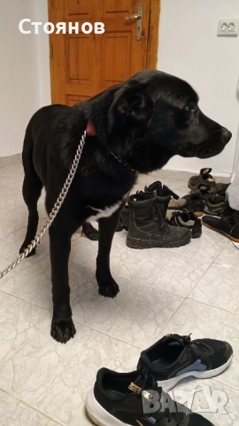 Немска овчарка/ Каракачанска овчарка 11 месеца , снимка 5 - Немска овчарка - 52412772