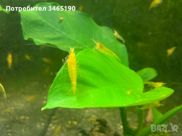 Жълти скариди, Yellow Shrimps, снимка 7 - Рибки - 40658195