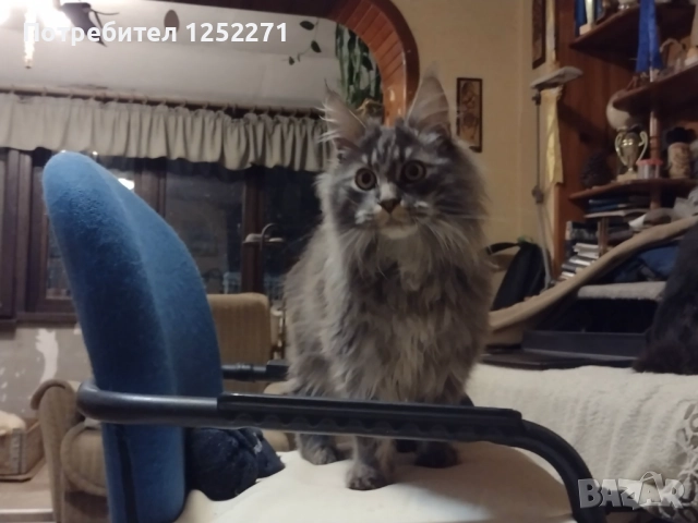 Мейн куун момче и момиче, снимка 3 - Мейн кун - 52748404