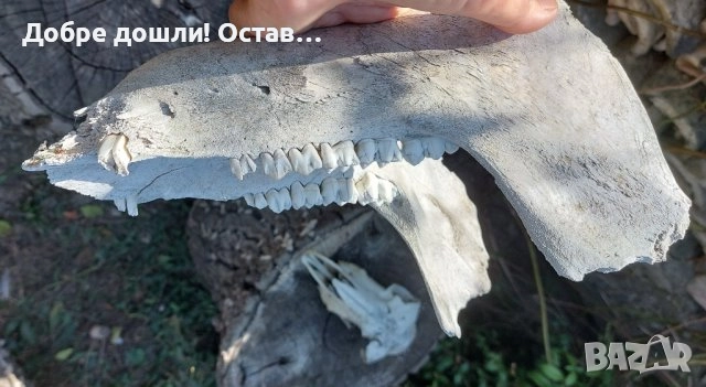 Стари черепи, кости, зъби, челюсти и други кокали от животно за декорация, череп кокал кост , снимка 12 - Други - 42322146