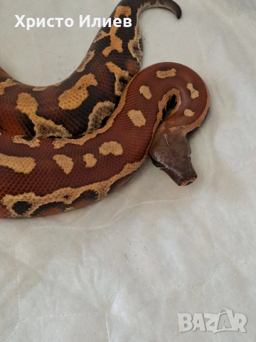 Кървави питони , снимка 3 - Змии - 54239003