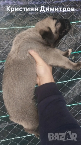 Продават се .Чистокръвни кангалчета ., снимка 7 - Кангал - 52367410