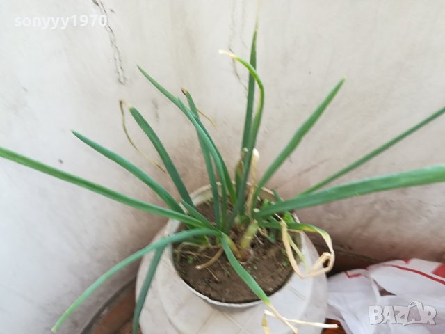 ЛУК ЗАСАДЕН В САКСИЯ 1602241334, снимка 11 - Градински цветя и растения - 44322662