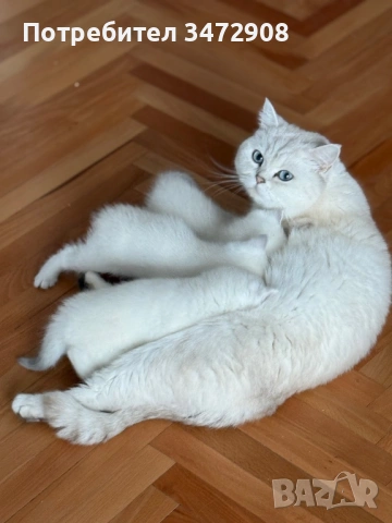 Британски коларпоинт котета, снимка 7 - Британска късокосместа - 54242100