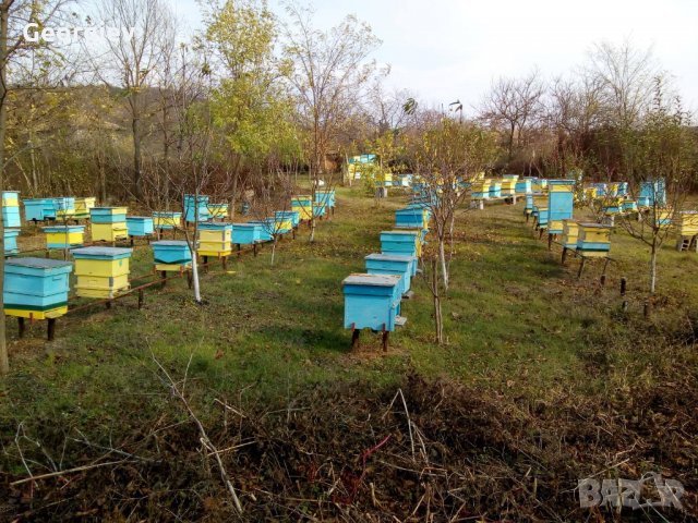 БИО пчелен мед!, снимка 3 - Пчелни продукти - 28310069