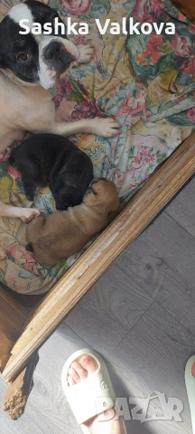 Френски булдочета за продан!, снимка 7 - Френски булдог - 53263899