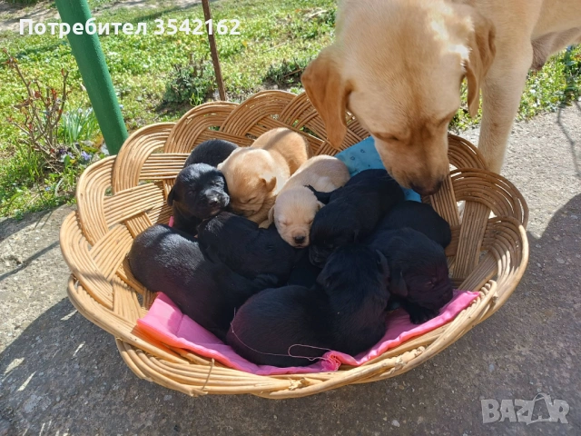 Лабрадор Ретрийвър, снимка 2 - Лабрадор ретривър - 53989204