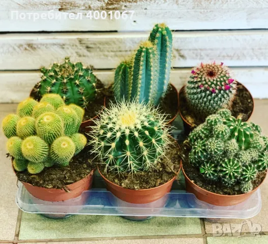 кактуси , снимка 1