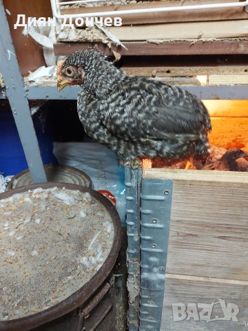 Продавам петлета