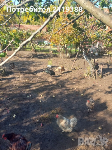 Пуйки на 6.месеца, снимка 6 - Кокошки и пуйки - 52105351