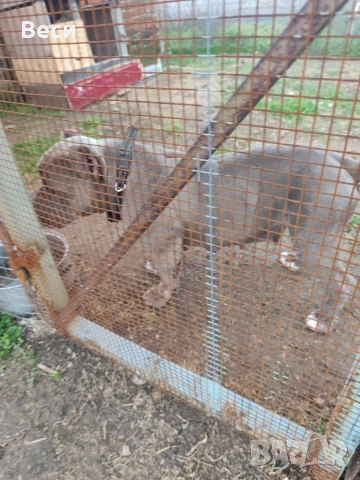 Американски булита стандарт , снимка 6 - Американски стафордширски териер - 53759227