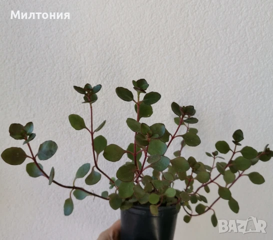 каланхое , снимка 2 - Стайни растения - 50504973