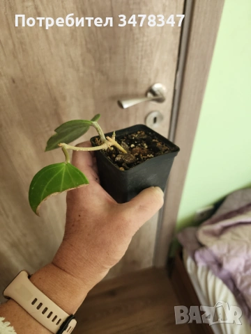 Хоя Latifolia, снимка 3 - Стайни растения - 53043012