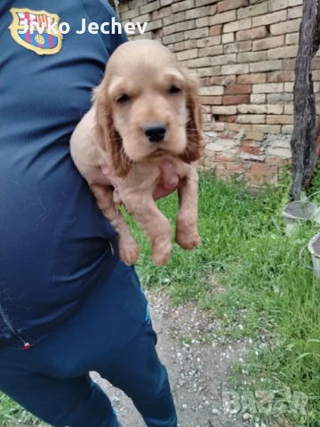 Кокер Шпаньол , снимка 5 - Кокер шпаньол - 54282865