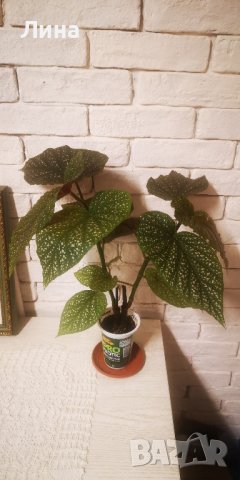 Бегония/ Begonia Corallina de lucerna/, снимка 3 - Стайни растения - 39376671