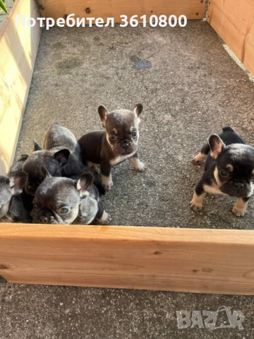 малки кученца френски булдог, снимка 4 - Други - 52531465