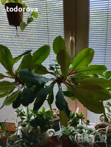 Euphorbia leuconeura , снимка 2 - Стайни растения - 56052872