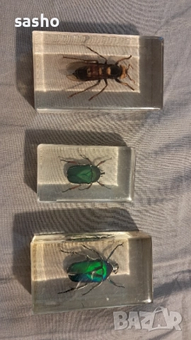 прерарирани насекоми , снимка 4 - Филателия - 52313841