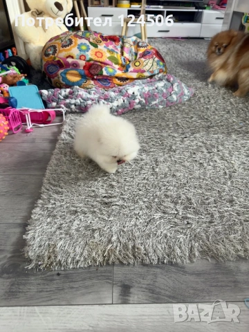 Померан мини померанче, снимка 4 - Померан - 54080656