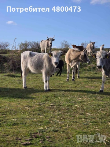 Продавам Българско сиво говедо