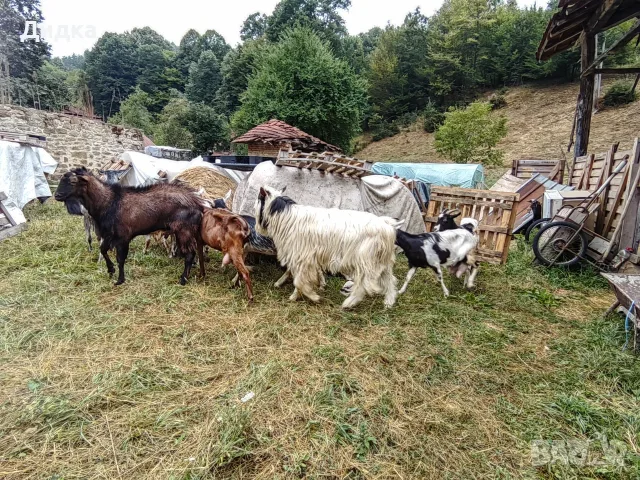 Свободни мъжки и женски, снимка 8 - Кози - 54322416