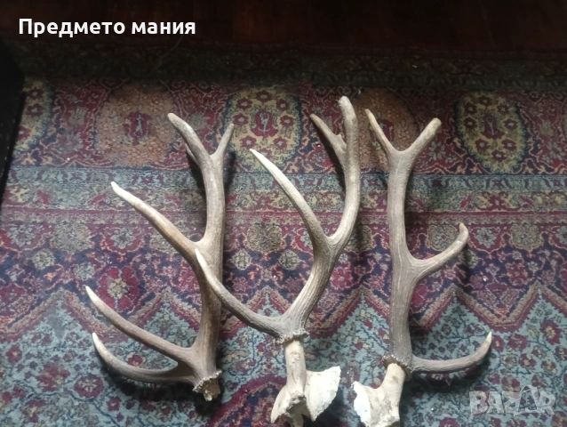 Красиви еленови рога (с черепна кост) – За декорация и колекция