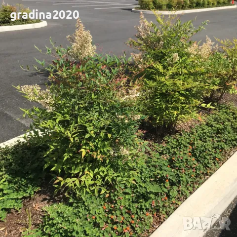 Пълзяща къпина Creeping Bramble, снимка 6 - Разсади - 48346596