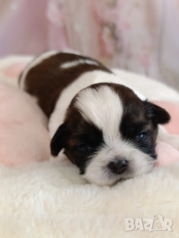 Кученца Ши Тцу /SHIH TZU FCI pedigree , снимка 9 - Ши Тцу - 52464119