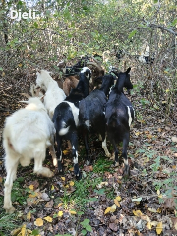Продавам кози, снимка 7 - Кози - 51052138
