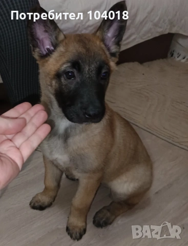 Малиноа белгийска овчарка 