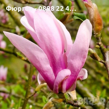 Магнолия Джордж Хенри Керн, снимка 2 - Разсади - 43794646