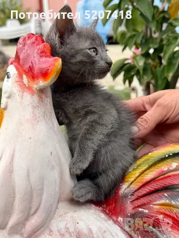 Британско коте.