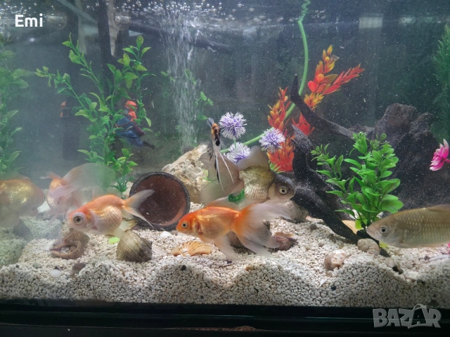 Аквариум със шкаф 400л., снимка 7 - Аквариуми - 54253859