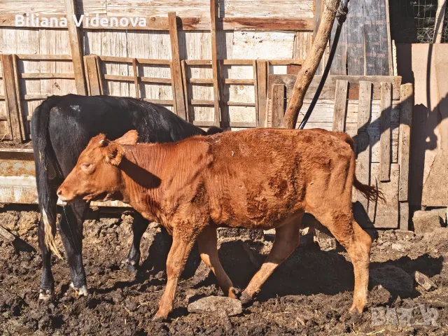 Продавам крави, юници и телета , снимка 16 - Крави - 55324137