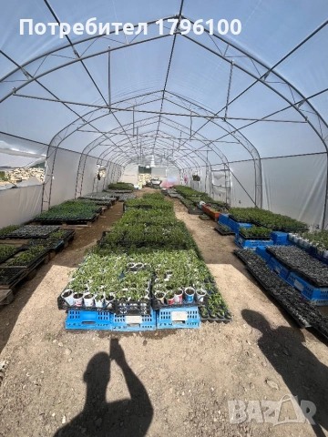 Разсад - домати, пипер, краставици